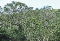 Aloidendron barberae