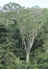 Aloidendron barberae