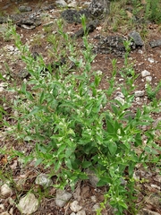 Ditaxis aphoroides