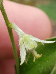 Ditaxis aphoroides