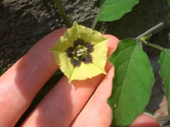 Physalis longifolia subglabrata
