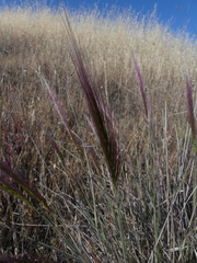 Elymus multisetus
