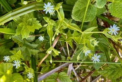 Stellaria littoralis