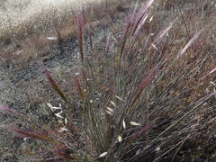 Elymus multisetus