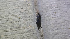 Scarites subterraneus