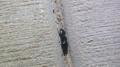 Scarites subterraneus