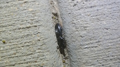 Scarites subterraneus