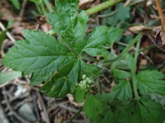 Tiarella trifoliata trifoliata