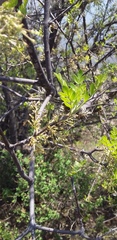 Zanthoxylum fagara