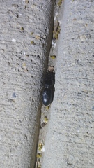 Scarites subterraneus