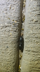 Scarites subterraneus