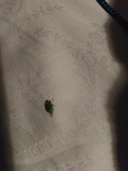 Polydrusus formosus