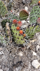 Opuntia stenopetala