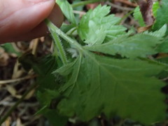 Tiarella trifoliata trifoliata