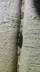 Scarites subterraneus