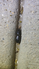 Scarites subterraneus