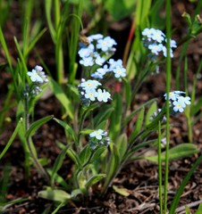 Myosotis krylovii