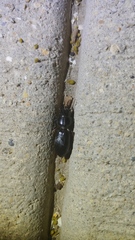 Scarites subterraneus