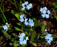 Myosotis krylovii