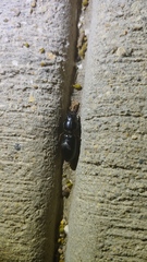 Scarites subterraneus