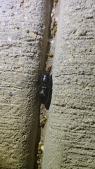 Scarites subterraneus