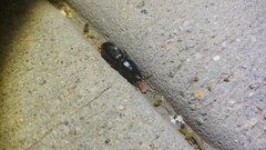 Scarites subterraneus