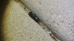 Scarites subterraneus