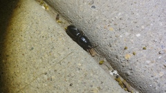 Scarites subterraneus