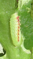 Anthene livida livida