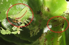 Anthene livida livida