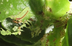 Anthene livida livida