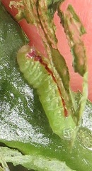 Anthene livida livida