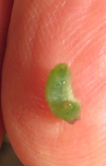 Anthene livida livida