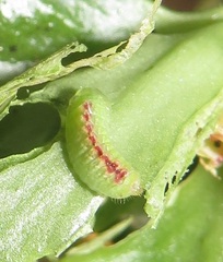 Anthene livida livida