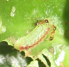 Anthene livida livida