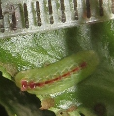 Anthene livida livida