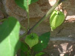 Physalis longifolia subglabrata