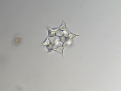 Ducellieria chodatii