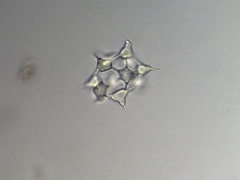 Ducellieria chodatii