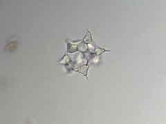 Ducellieria chodatii