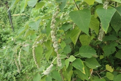 Mallotus apelta