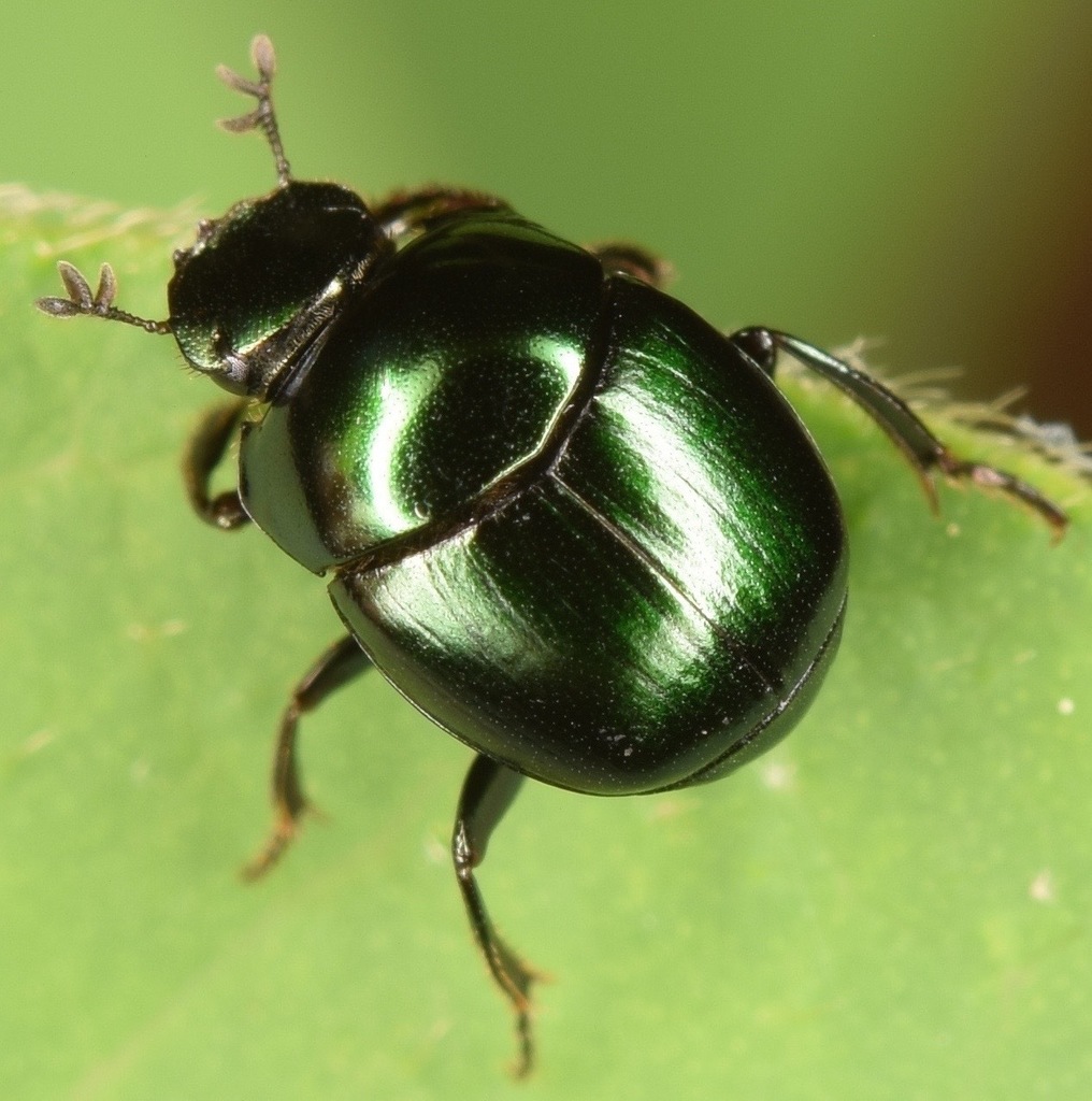Canthon viridis (Beetles of Blanco, Texas) · iNaturalist