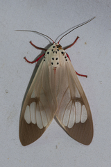 Amerila astreus