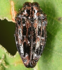Brachys ovatus