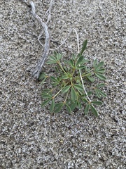 Carsonia sparsifolia