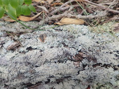 Notoparmelia erumpens