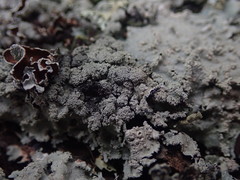 Notoparmelia erumpens