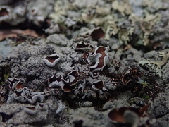 Notoparmelia erumpens