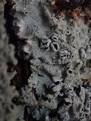 Notoparmelia erumpens