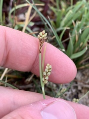 Carex aurea